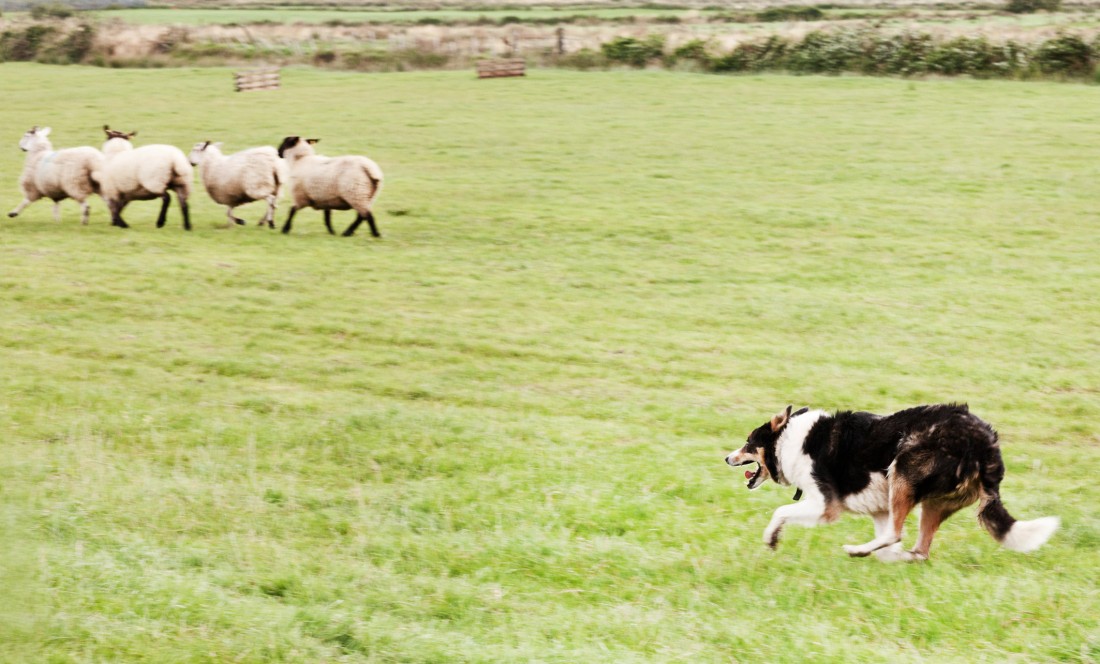 £1.27million Covid-19 support scheme for sheep farmers