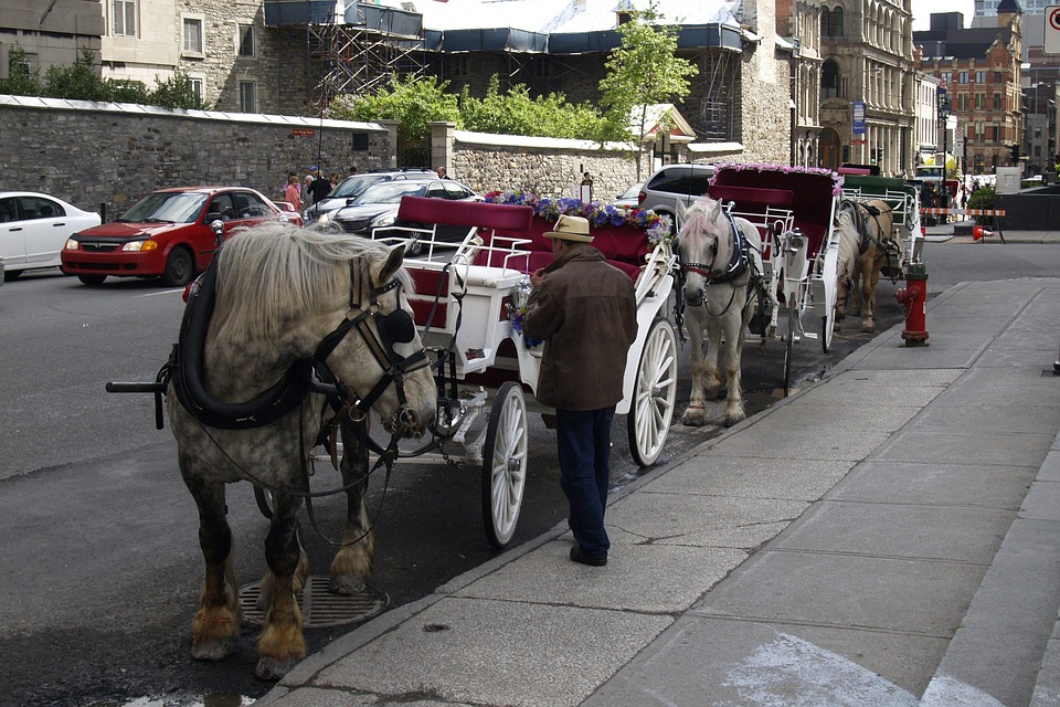 horse-buggy-54854_960_720