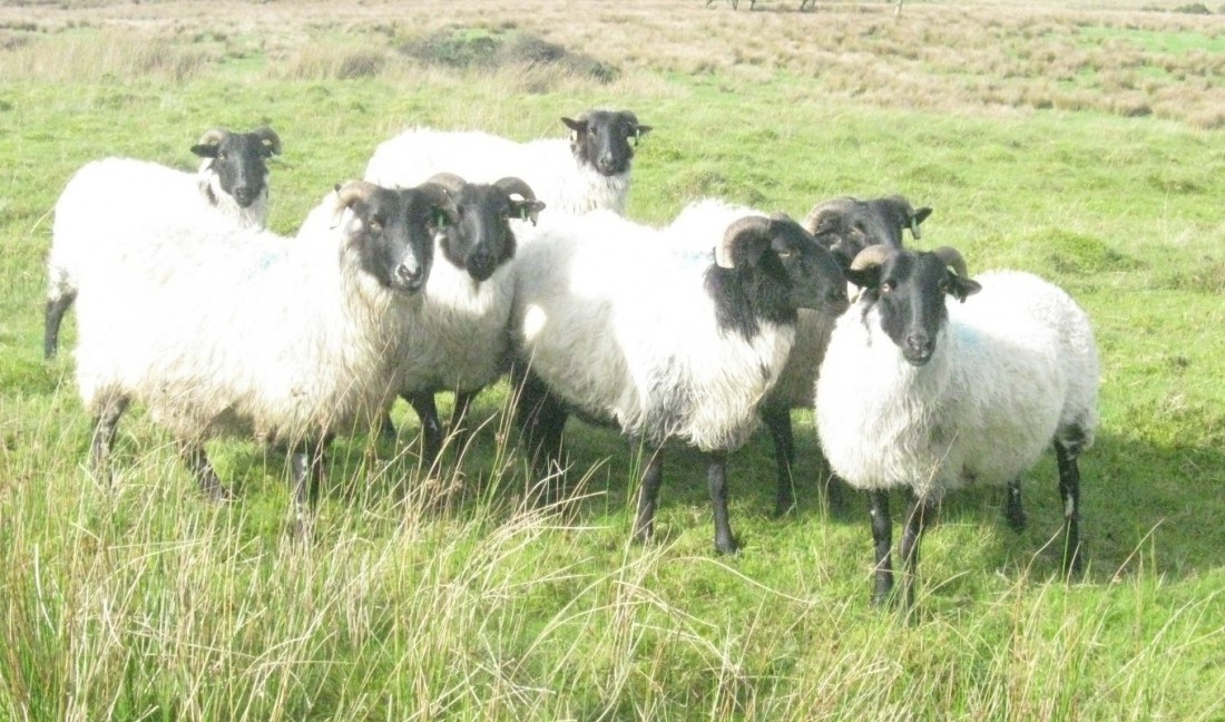 68 sheep stolen in Sixmilecross