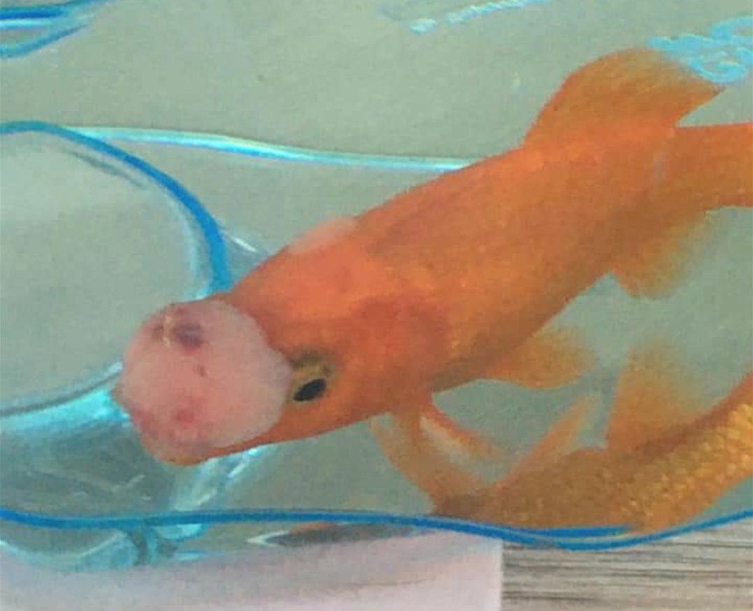 Goldfish lives to tell the ‘tail’ after tumour removed