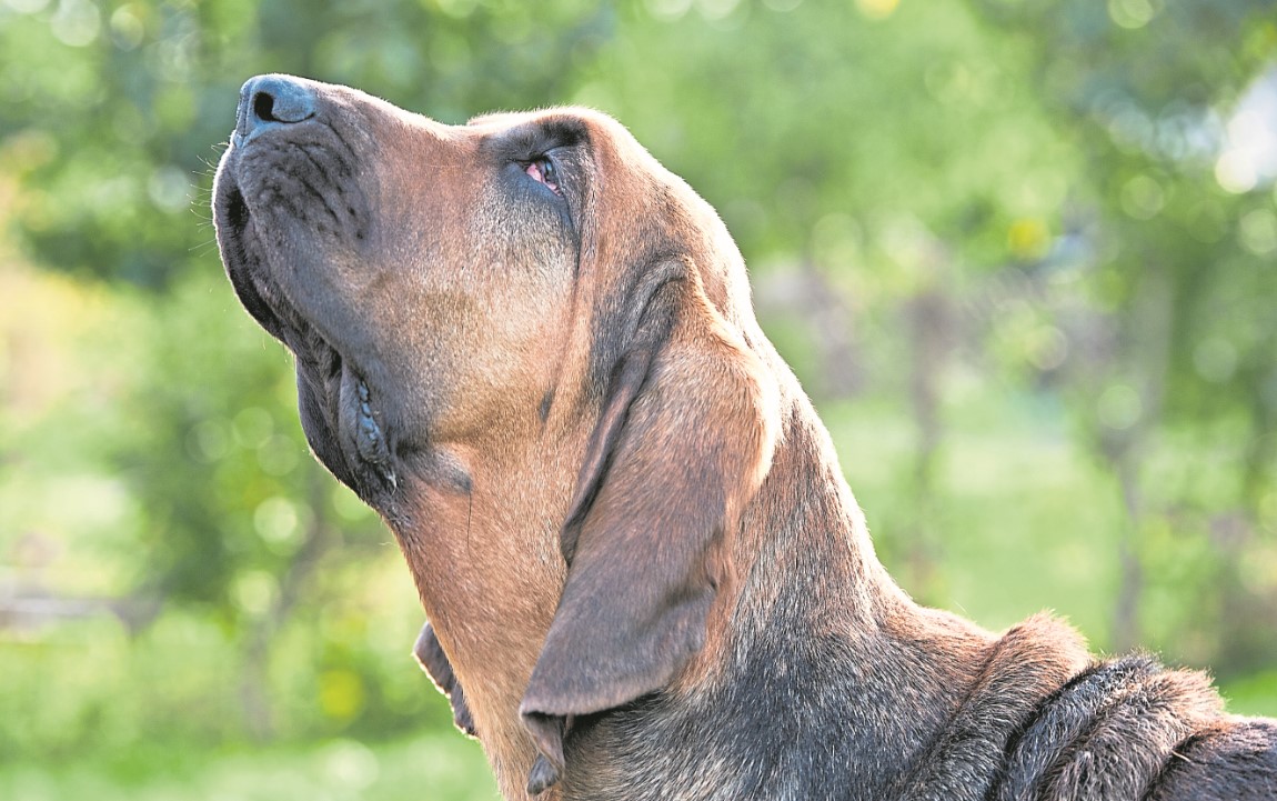 Bloodhounds drafted in to sniff out dog foulers