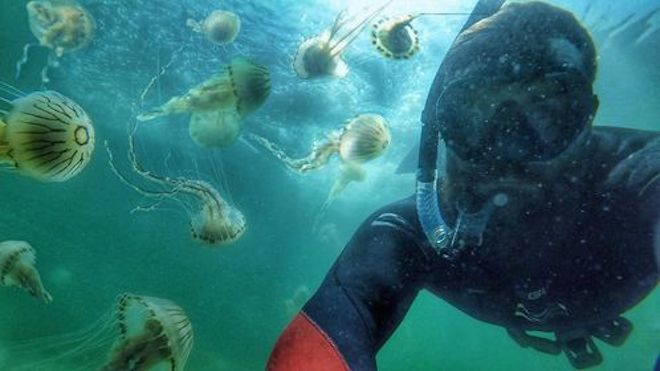 Conor swims with jellyfish in otherworldly scenes