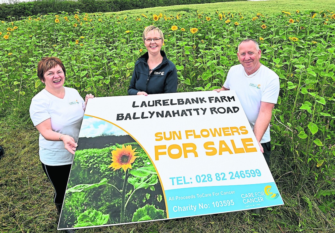 Sunflower field raises money for Care for Cancer