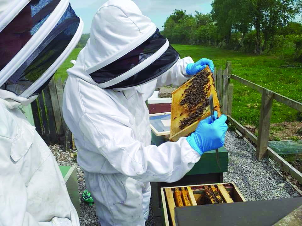 Public invited to ‘bee’ part of Castlefinn Honey Show