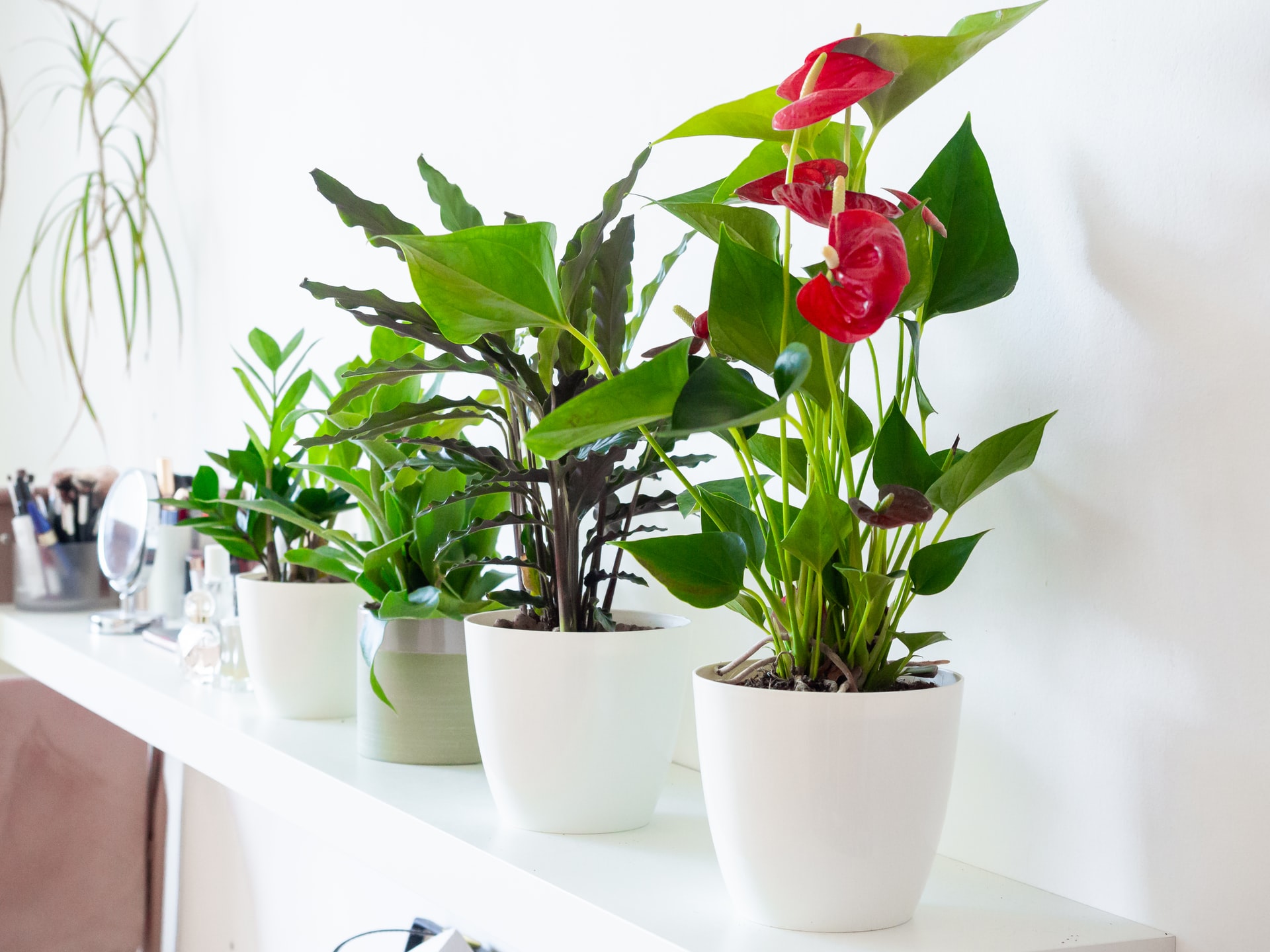 6 super low maintenance plants that thrive indoors