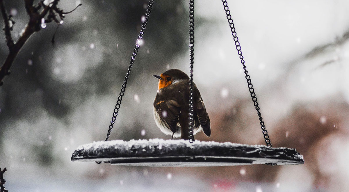 Feed the hungry birds in your garden this winter