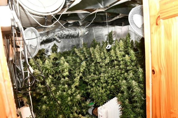 Drugs worth £115,000 seized from ‘cannabis factory’ in Coalisland