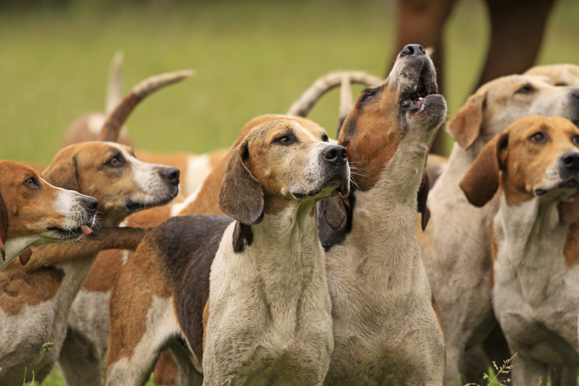 Hunting with dogs is a ‘vicious and cruel’ practice