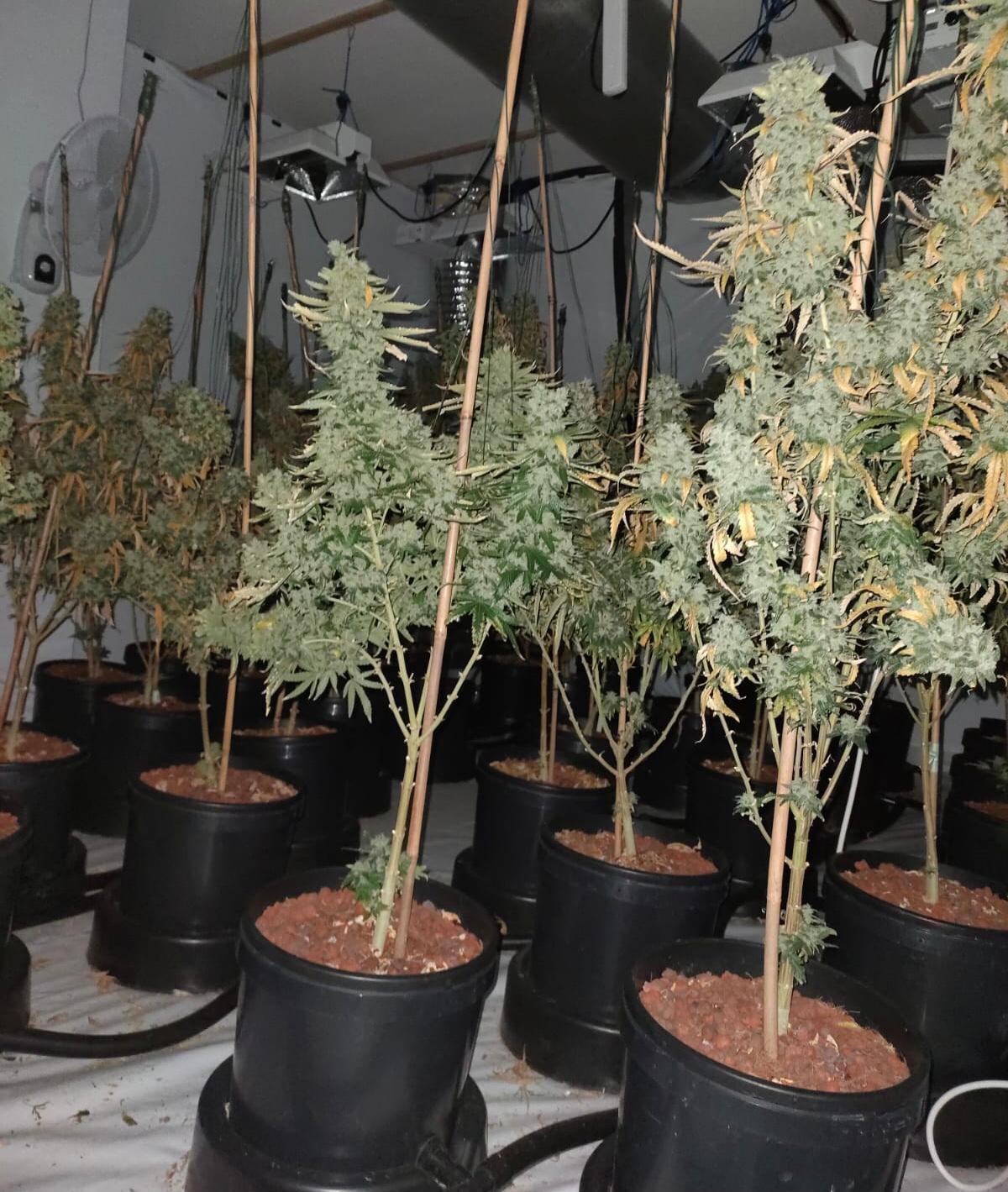 £60,000 worth of drugs seized from Omagh ‘cannabis factory’