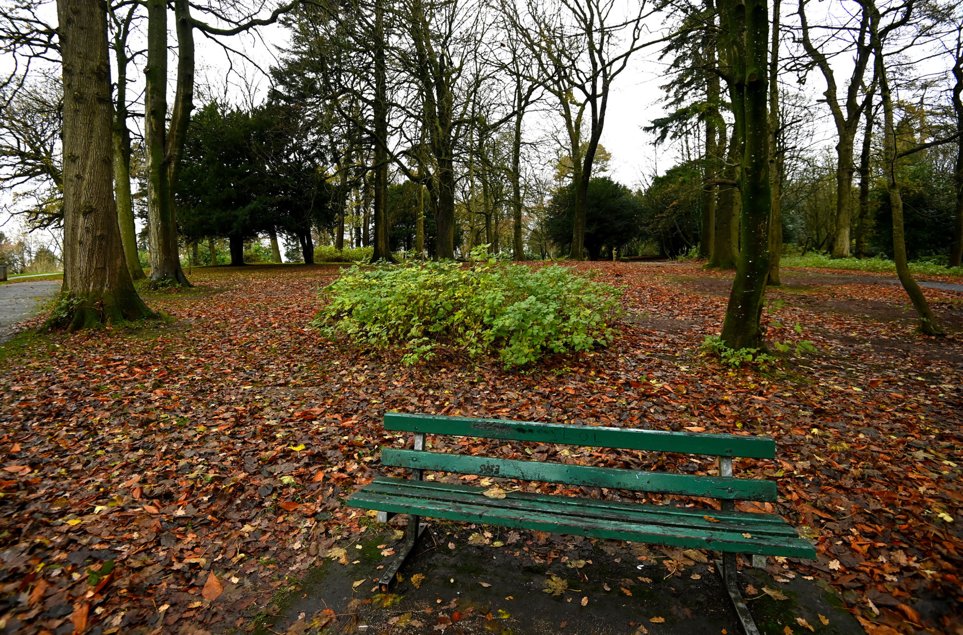 Gun discovered in Dungannon woodland