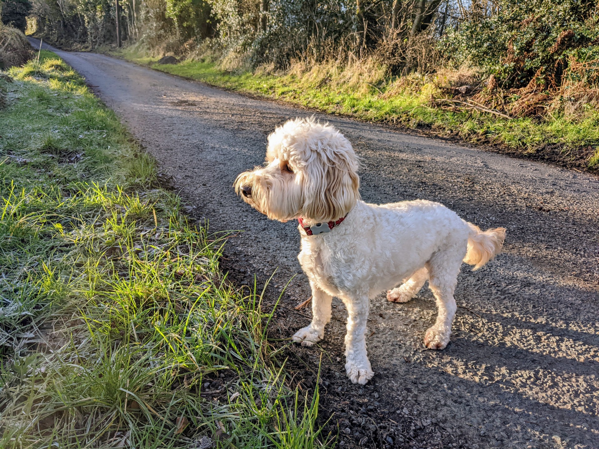 I need a haircut – Wuff With The Smooth