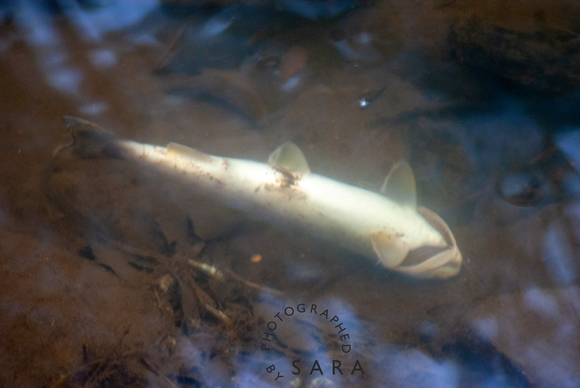 ‘Major’ slurry spill kills fish in Tyrone river