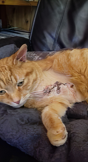 Anger after family’s cat loses leg in illegal trap in Derrylaughan