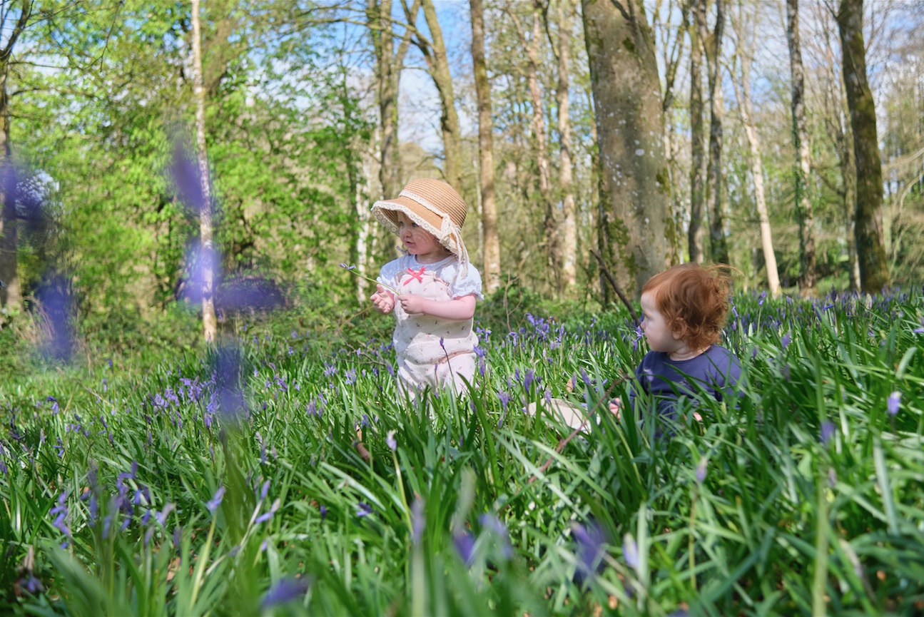 Beautiful bluebells are blooming for charity walk