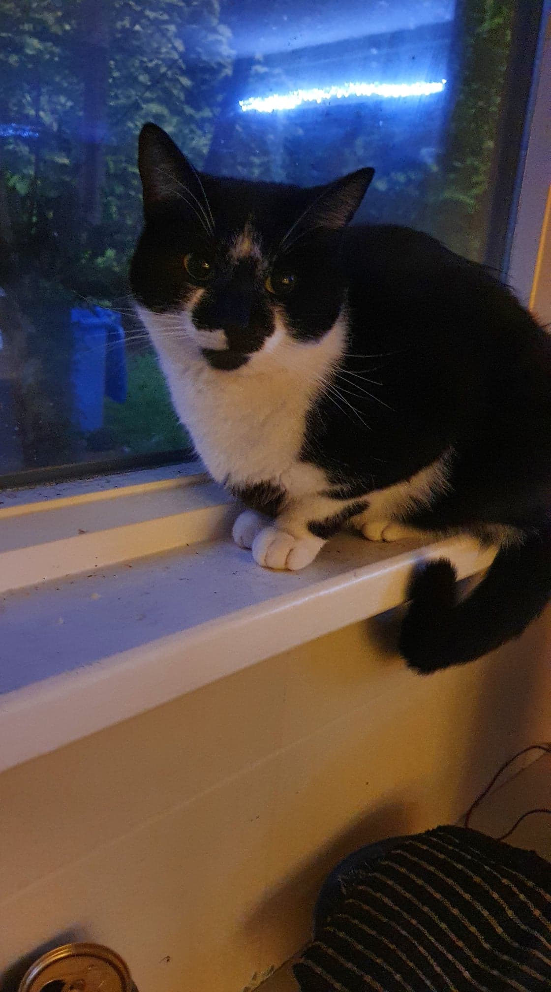 Pet owner stunned after ‘dead’ cat reappears at her window