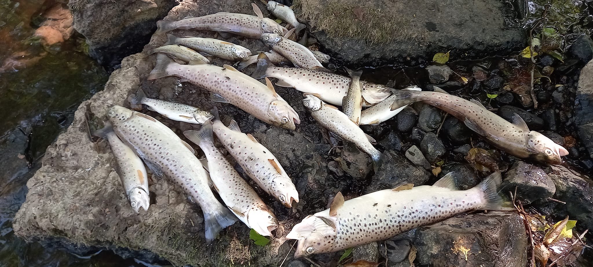 Huge fish kill along Coalisland Canal