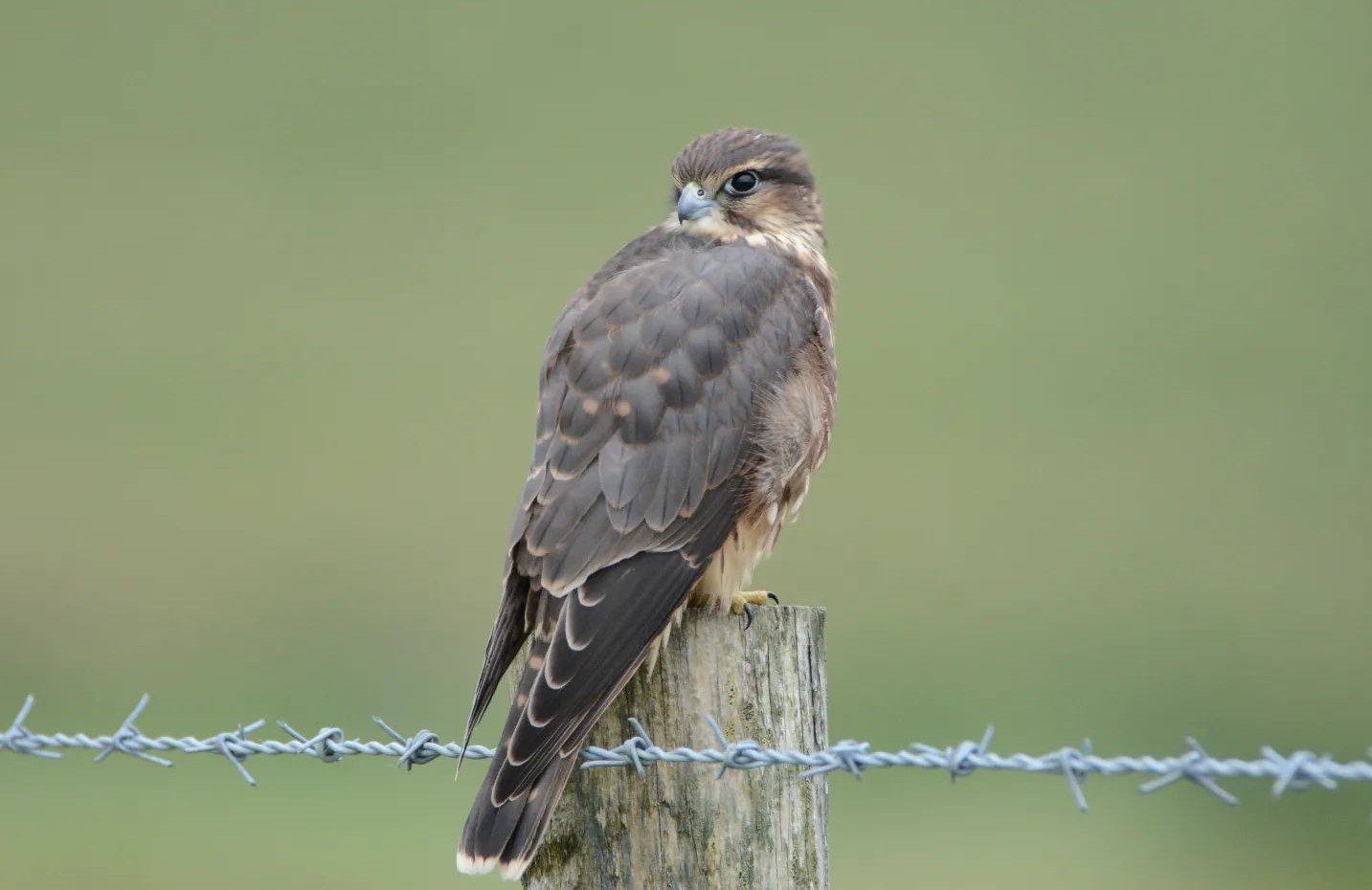 Sion Mills twitcher excited by sighting of elusive Merlin