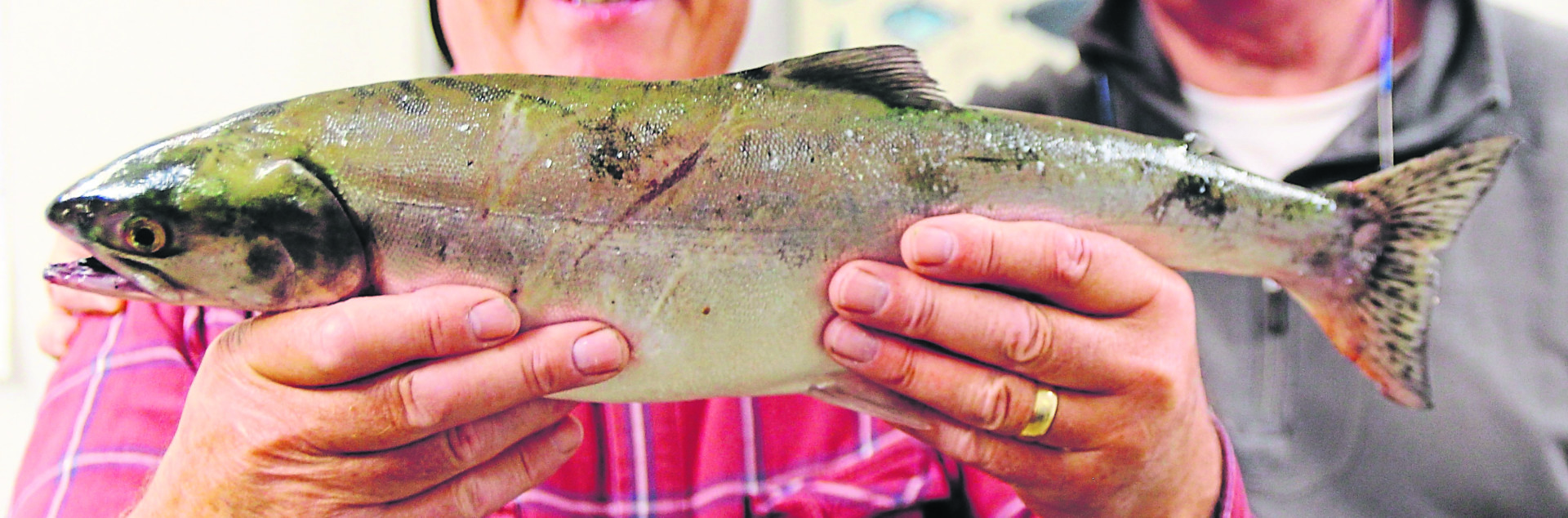 Anglers on Tyrone rivers urged to report pink salmon catches