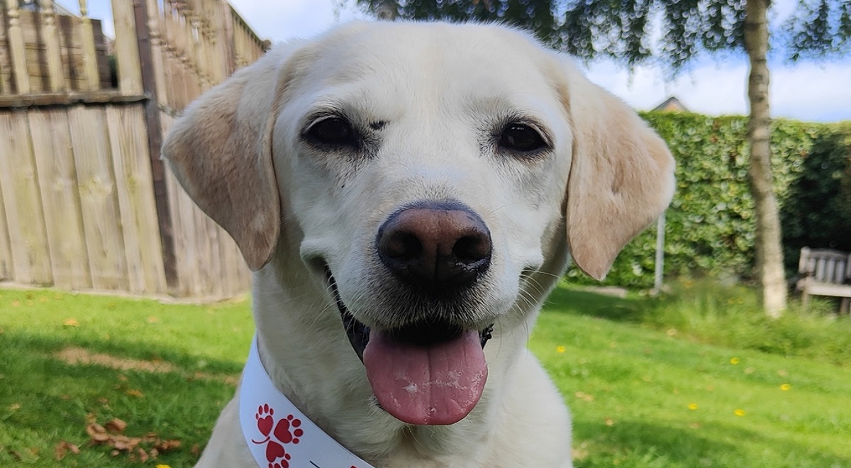 Local pooch wins ‘The Nose Of Tralee’ competition