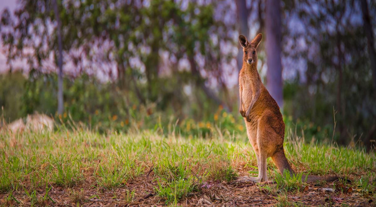 Wallaby gone walkabout in Gortin