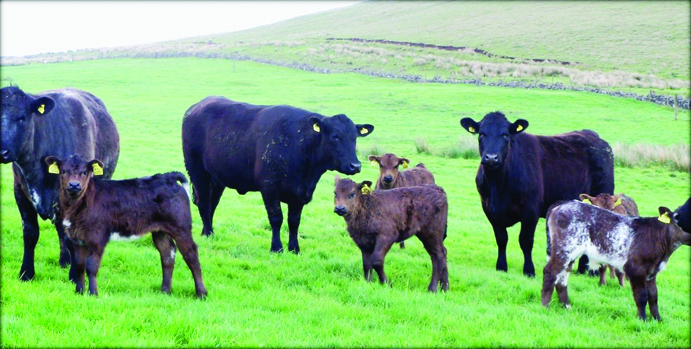 UFU appeal for implementation of bTB strategy