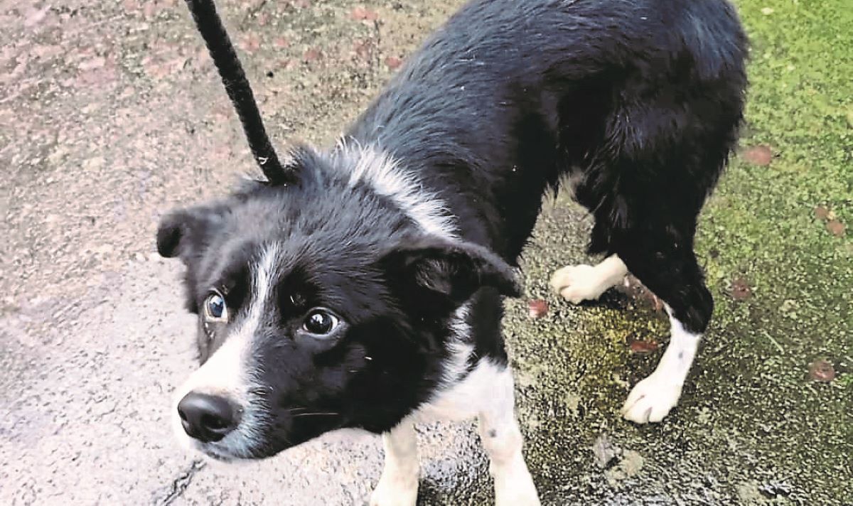 Number of dogs dumped on road outside Ballymagorry