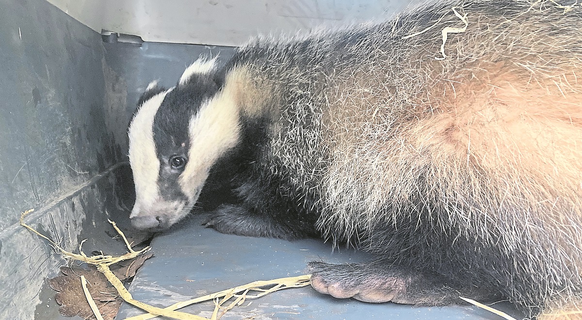 Young badger caught in snare