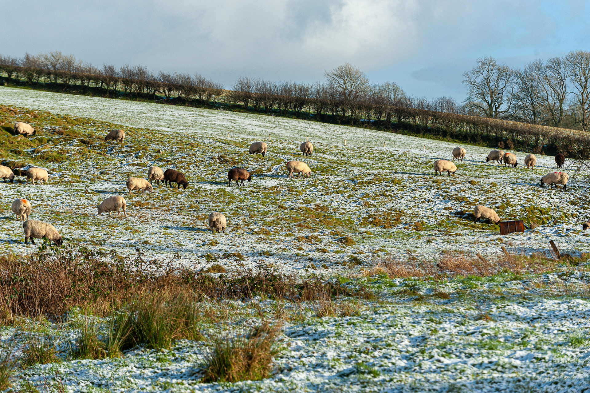 Poor weather adding to woes of Tyrone farmers