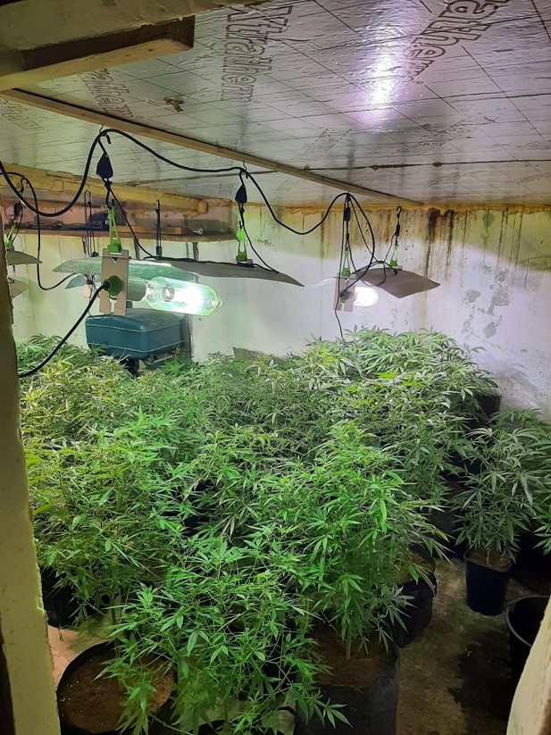 Five men in discovery of a cannabis farm in Mid Ulster