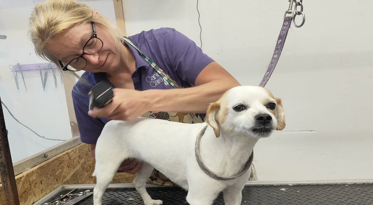Dog groomer Lynda hangs up her clippers after 30 years in business