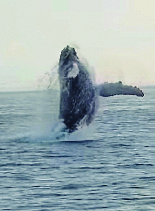 Donegal whale sighting ‘best day’ of Derg man’s life