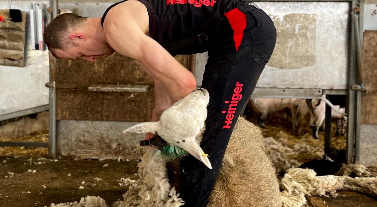 Strabane sheep shearer has Irish record in his sights