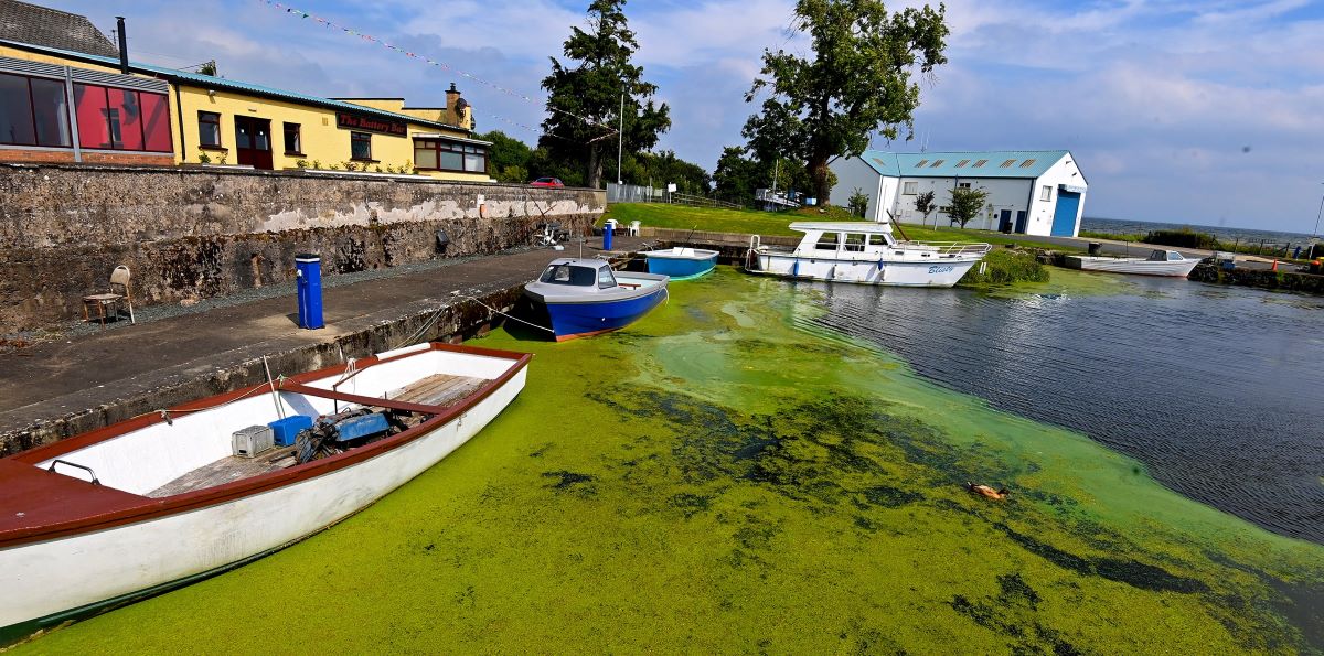Toxic algae threatening fish stock on Lough Neagh