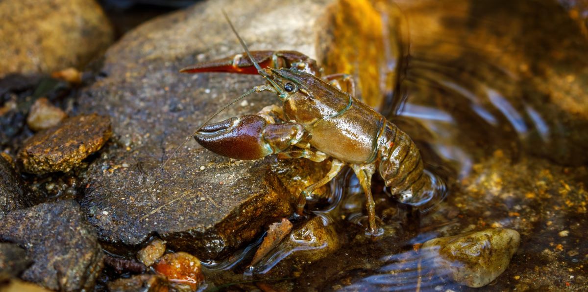 Water users urged to enhance biosecurity