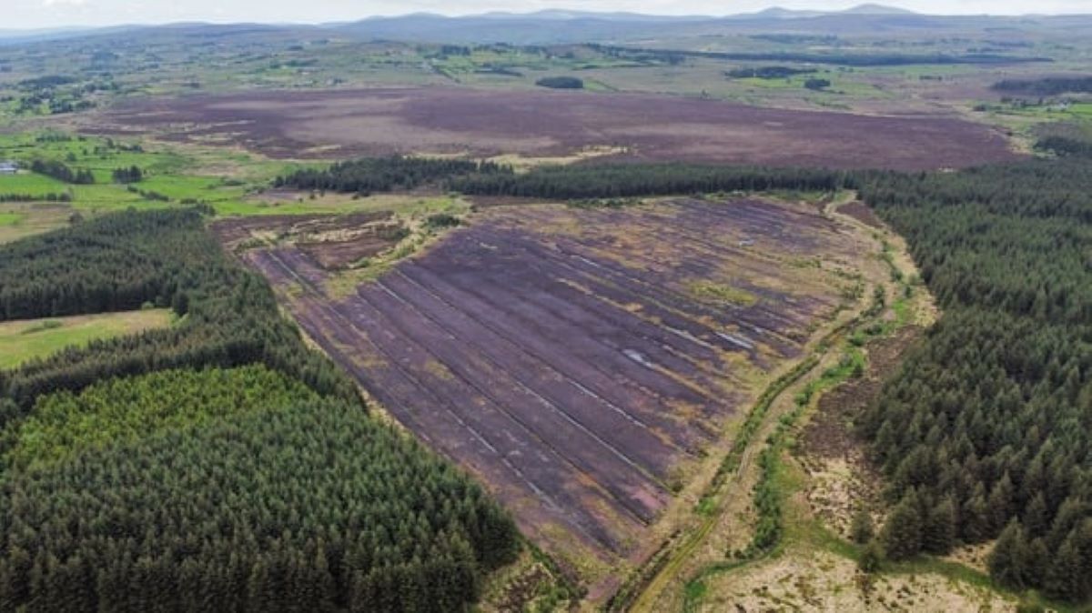 Tyrone bog to be transformed into thriving peatland