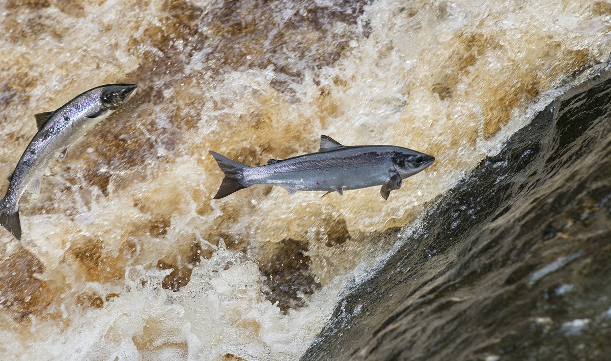 Loughs Agency retains existing salmon carcass tag allocation