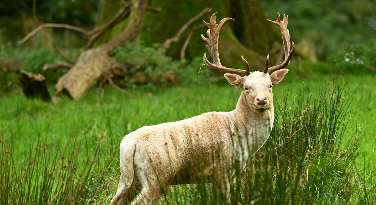 Approval sought for deer culling facility