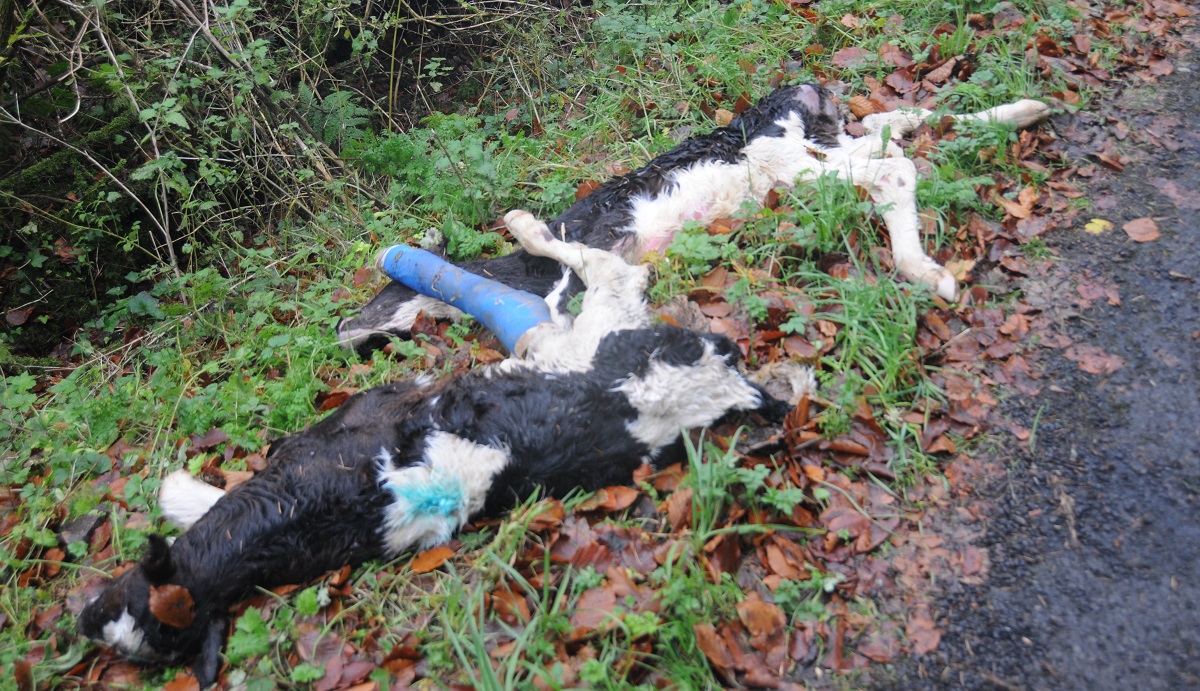 Dead animals dumped in Seskinore