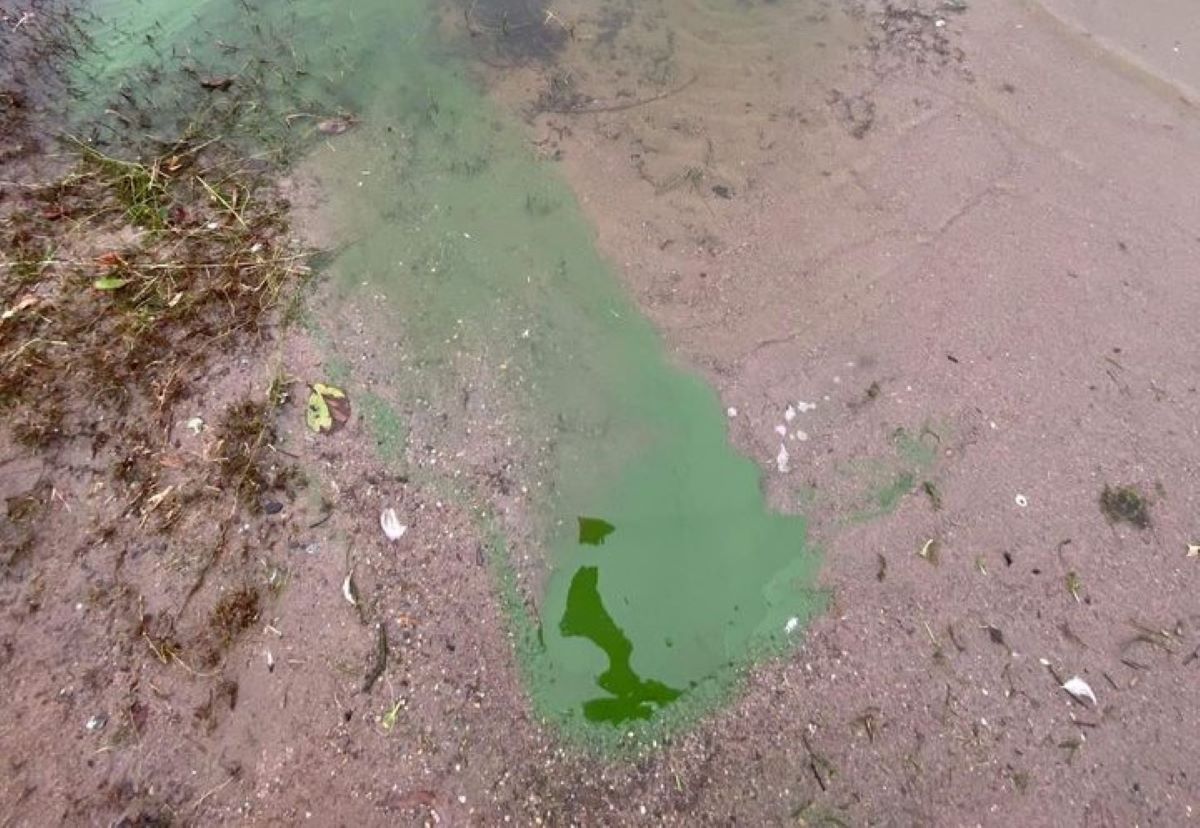 Public advised to stay away from blue-green algae at Moorlough