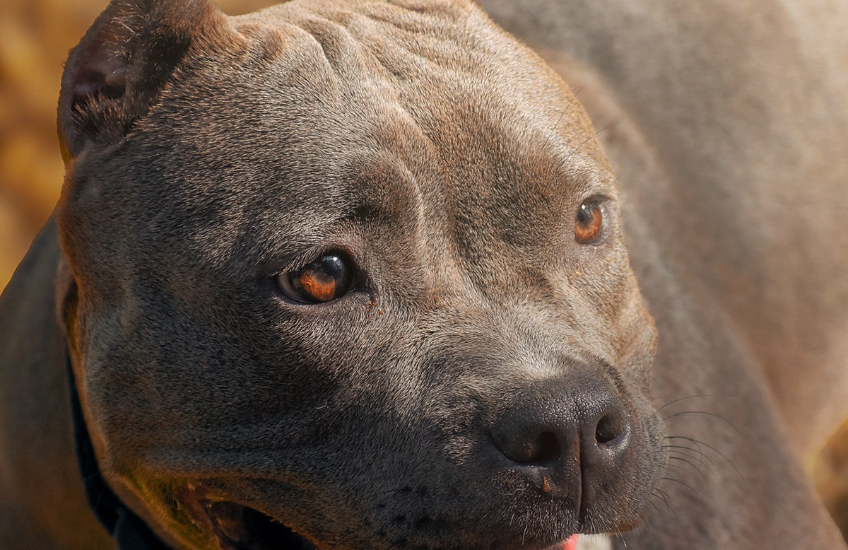 New XL Bully Dog safeguards to be introduced in the North