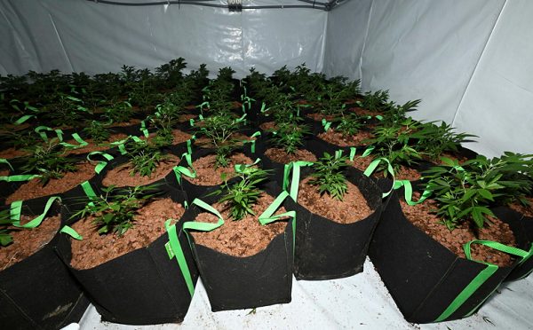 Police seize £125k worth of cannabis in Aughnacloy