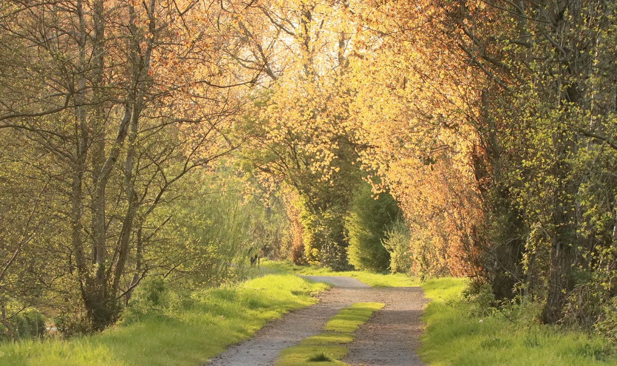 Plans to tar rural path criticised by Coalisland residents