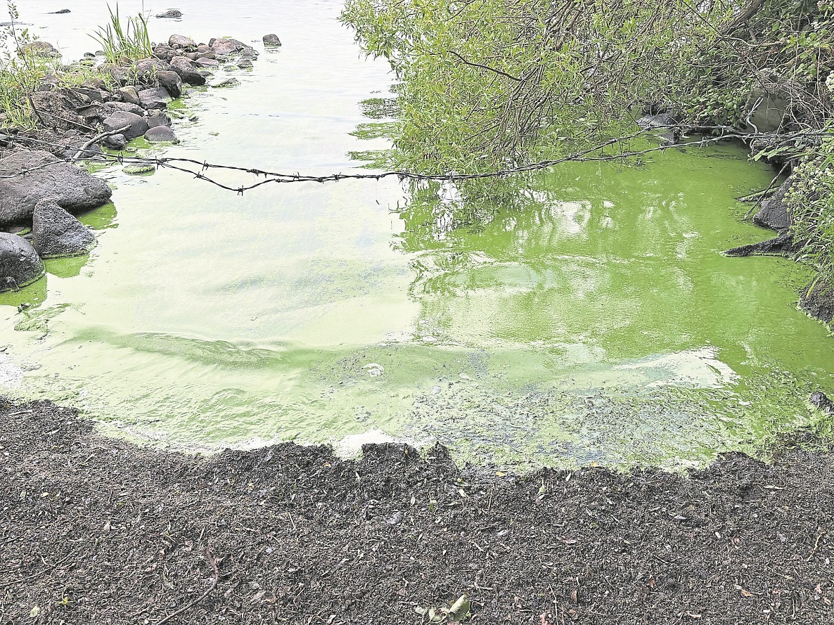 ‘Profound disappointment’ amongst community as algae resurfaces