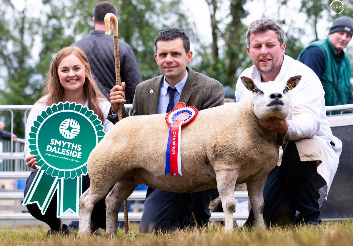 Beltex champion hits the sweet spot at Omagh Show