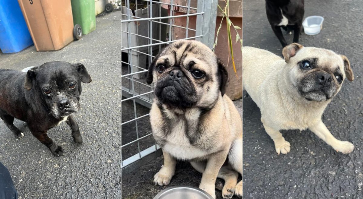 Three abused dogs ‘thrown from van’ near Omagh