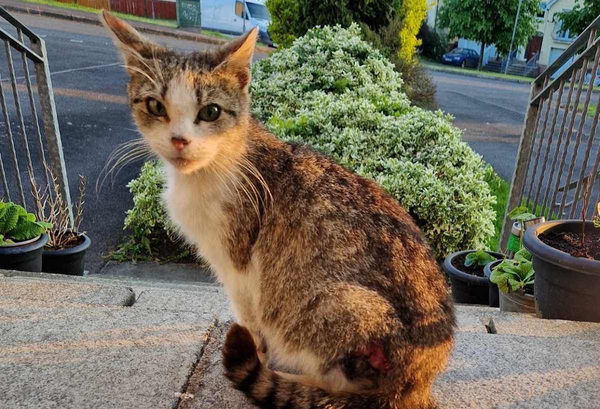 NI charity which helped Dungannon strays appeal for volunteers