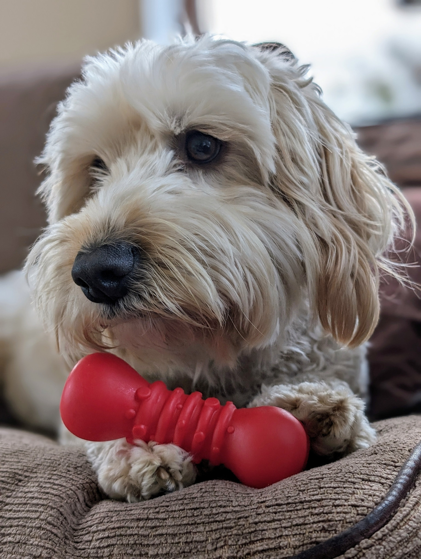 A dog’s a dog, unless he’s a Waffle