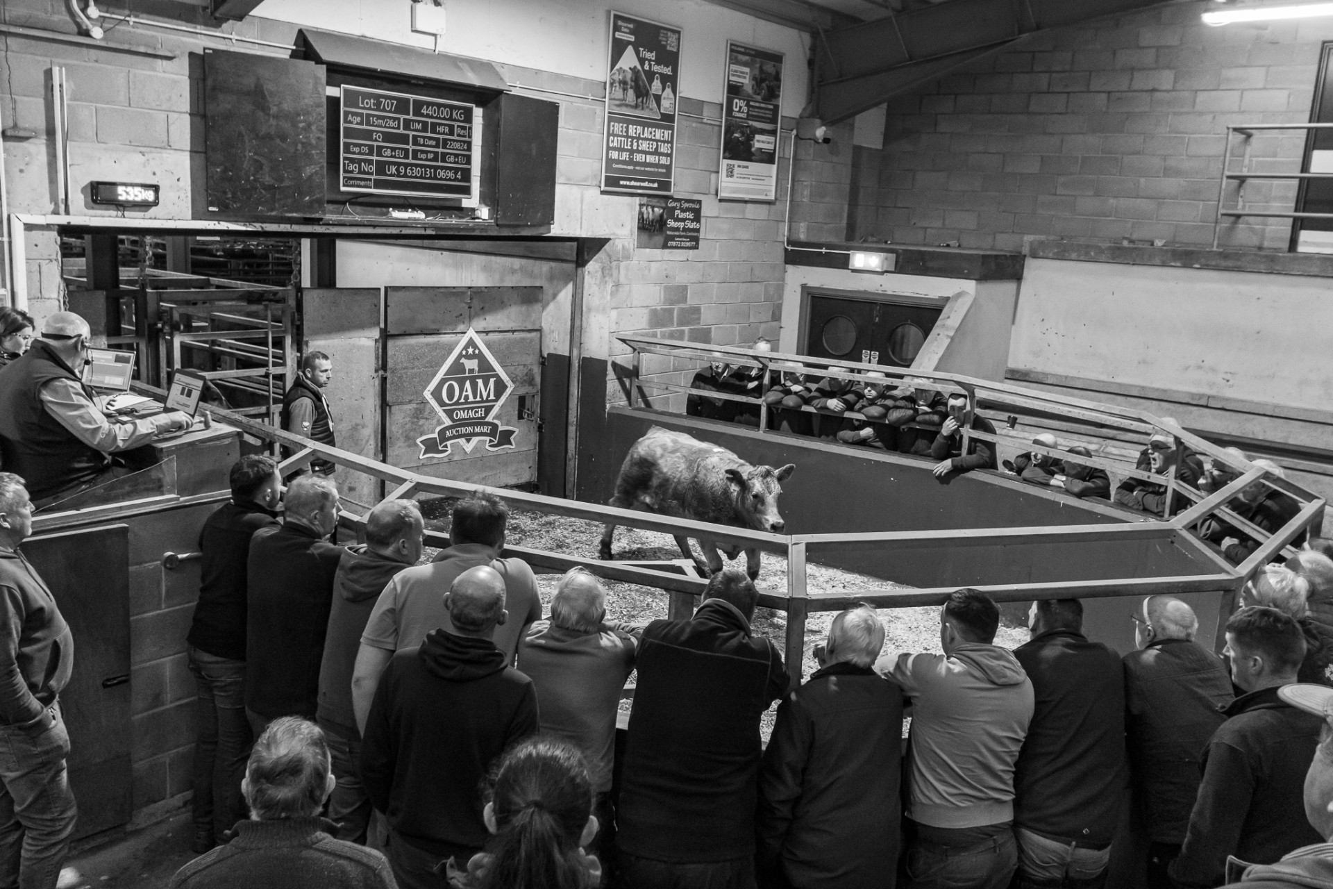 Omagh mart still a thriving tradition