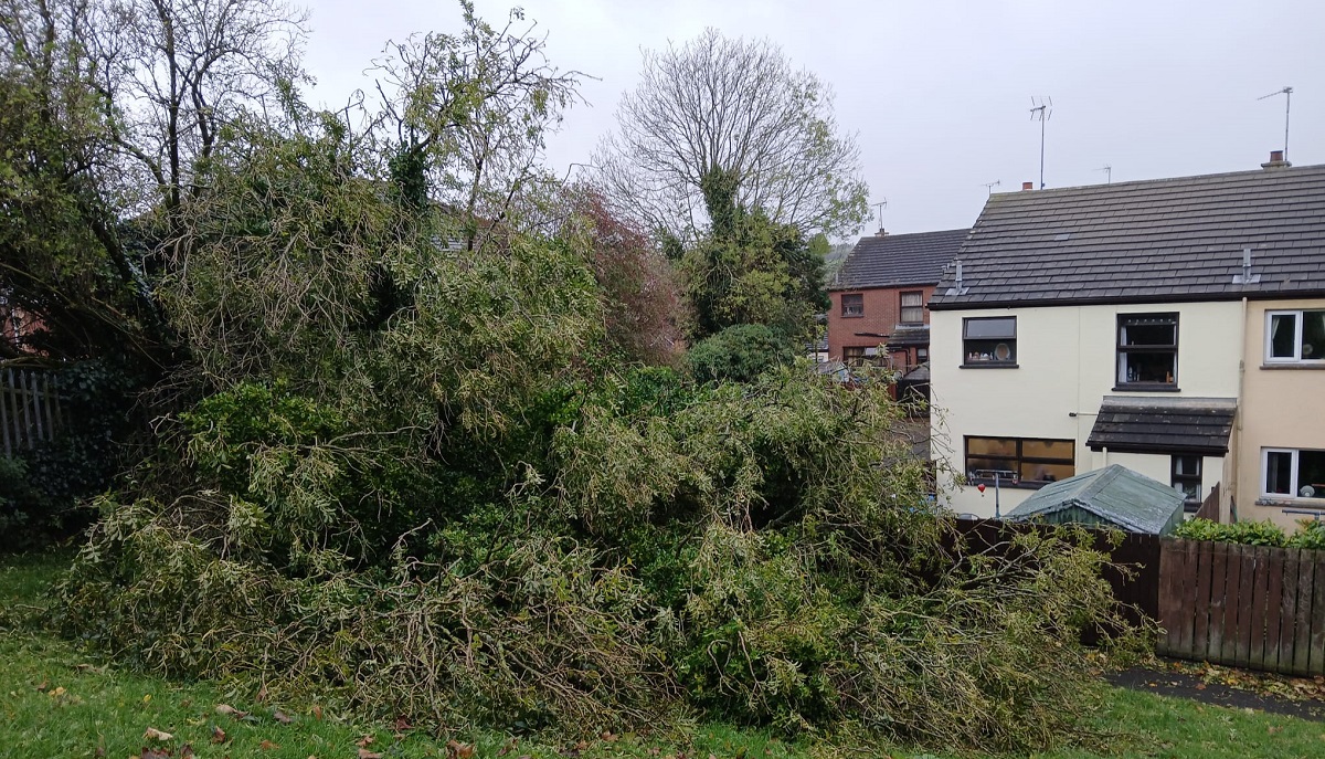 Lucky escape for family after tree falls during storm