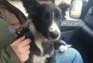 The puppy was picked up in Strabane earlier today.